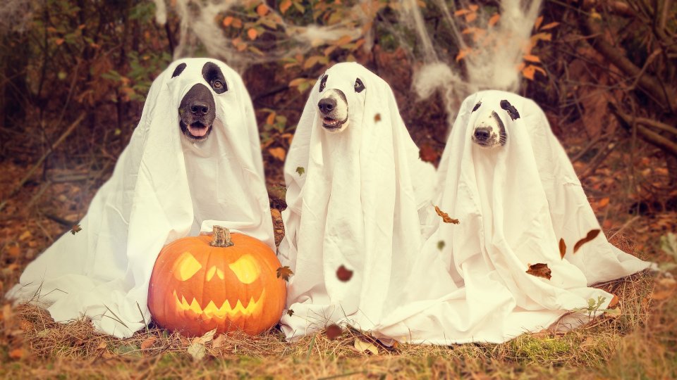 Trick or treat – tackling online horror stories